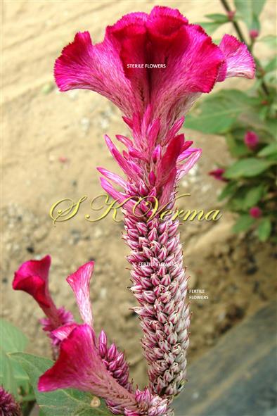  Inflorescence